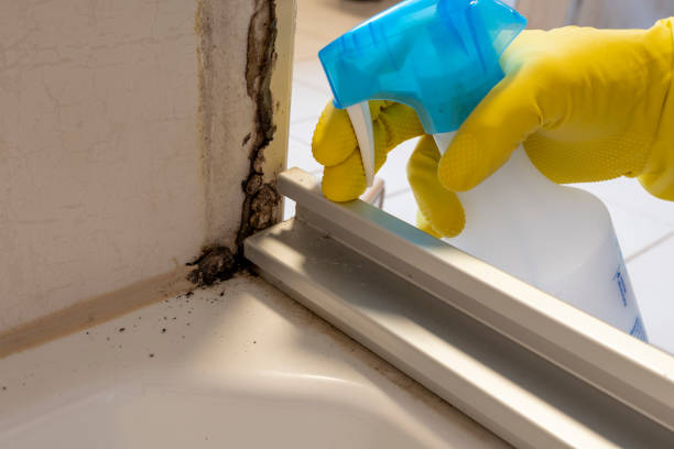 Office Mold Removal Services in Texarkana, AR