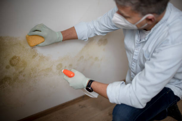 Best Black Mold Removal  in Texkana, AR