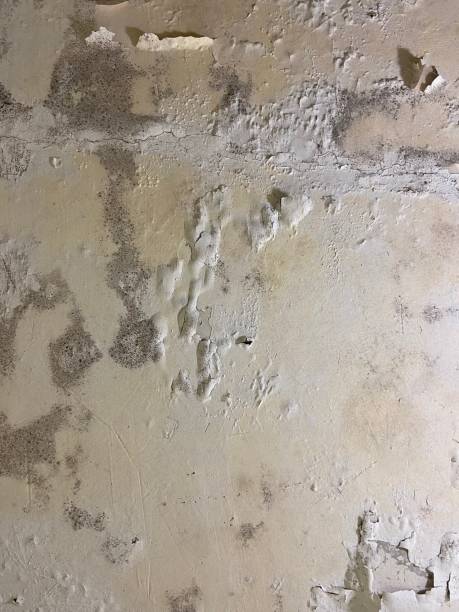 Best Crawl Space Mold Removal  in Texkana, AR